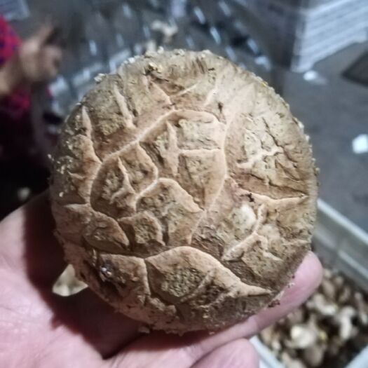 洛阳 基地现摘香菇
