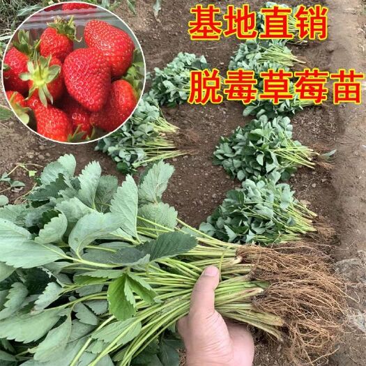平邑县美十三草莓苗 现挖保湿发货  当年结果  全国包邮