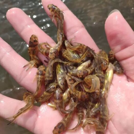 精品黄辣丁鱼苗，黄骨鱼苗，产地直发，欢迎订购