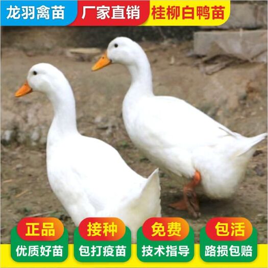 南宁桂柳鸭苗 包打疫苗 正规公司 企业认证