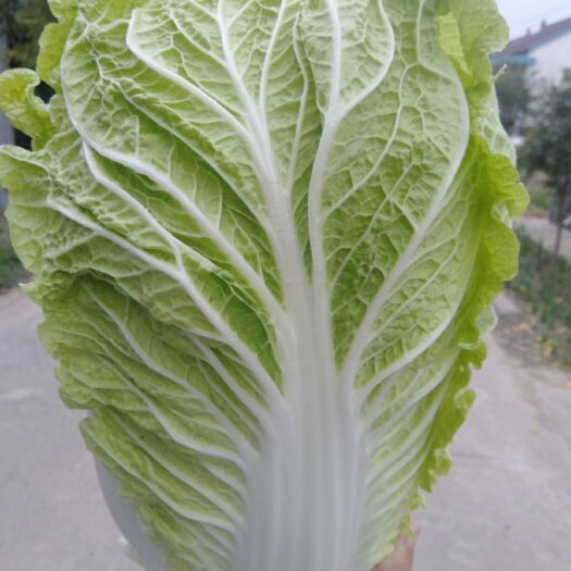 东台市黄心大白菜 江苏省盐城市东台市