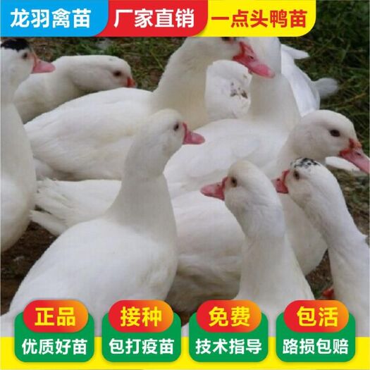 南宁一点头鸭苗 包打疫苗 企业认证