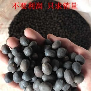 监利市铁莲子 卖完了，！吼吼，