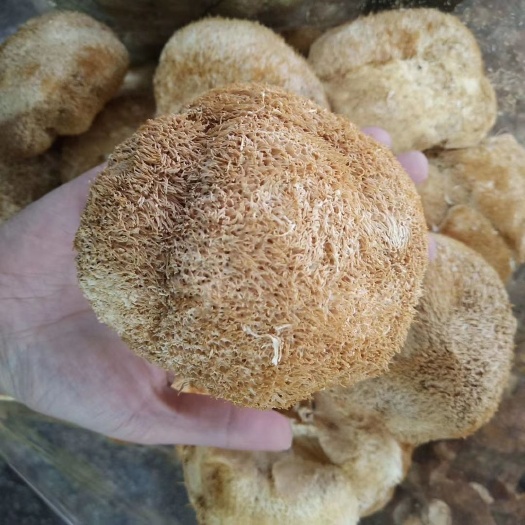 安国市干猴头菇   大个猴头菇500克包邮猴头菇煮汤