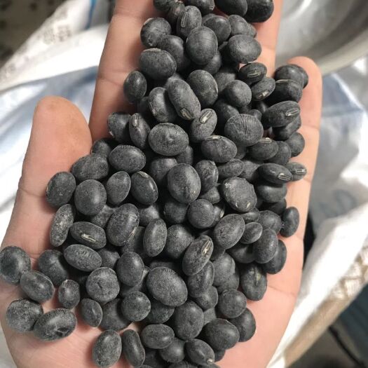 鱼台县青仁黑豆 青仁乌 炒豆厂食品厂