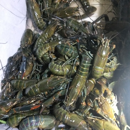 嘉兴澳洲淡水龙虾 你好，我在浙江嘉兴养殖户