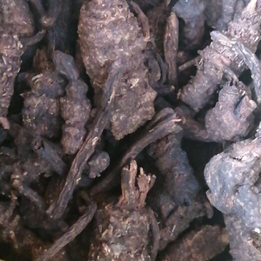 腾冲市 销售云南药材，羌活，黄姜，全虫，虫楼等