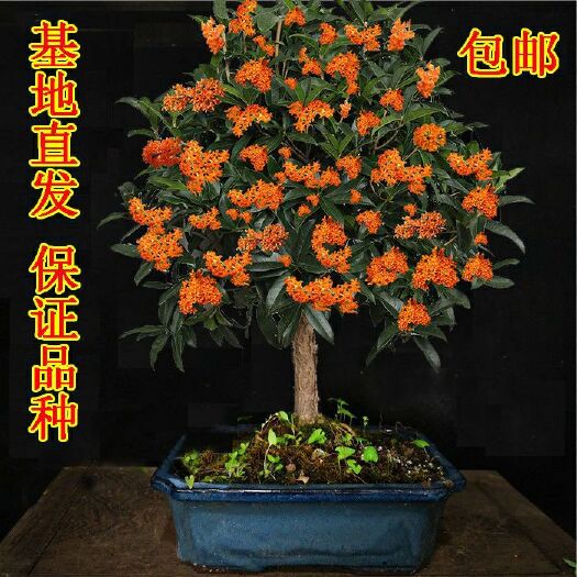 平邑县 桂花树精品苗桂花树苗批发零售