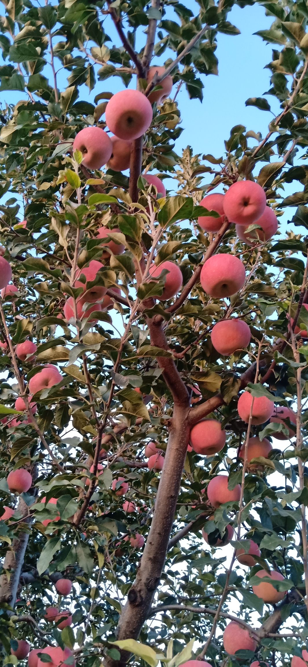 红富士苹果 辽南红富士低价精品货