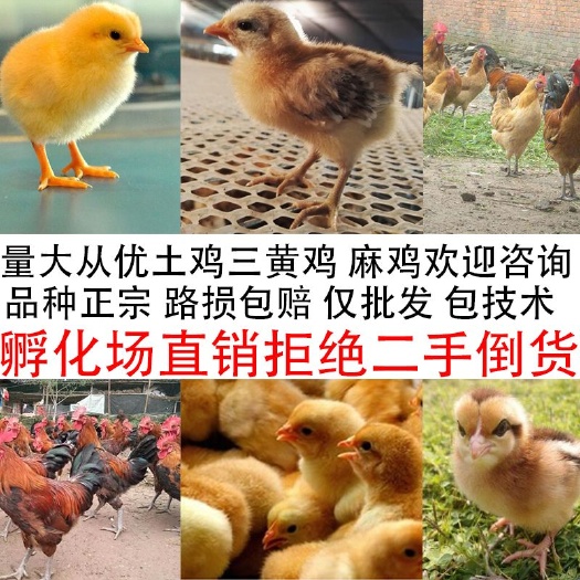 广州 鸡苗土鸡苗三黄鸡苗小鸡苗麻鸡青脚土鸡贵妃鸡芦花鸡五黑鸡苗子