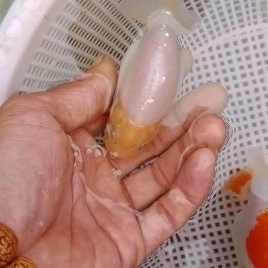高邑县 中高档金鱼