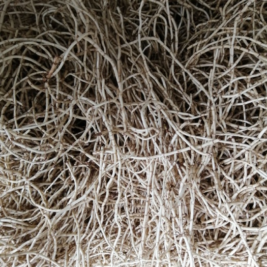 红茎鱼腥草 货源充足，做工精细，合作共赢