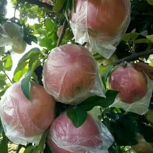 临猗县 苹果冰糖心