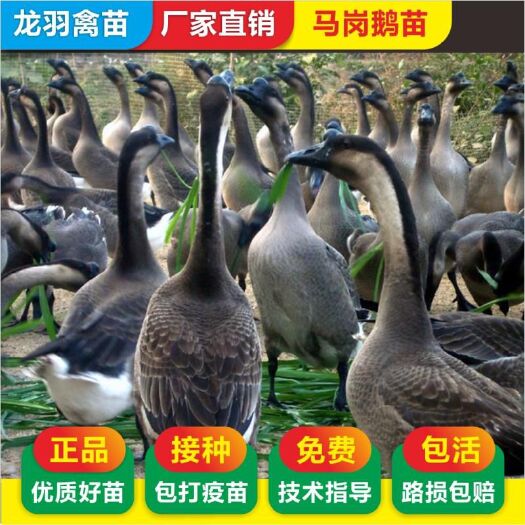 南宁马岗鹅苗 包打疫苗 正规公司 企业认证