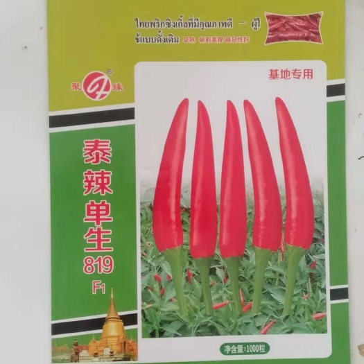 郑州泰辣单生819辣椒种子