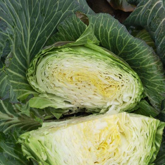 武汉圆包菜  奥奇娜扁大头菜