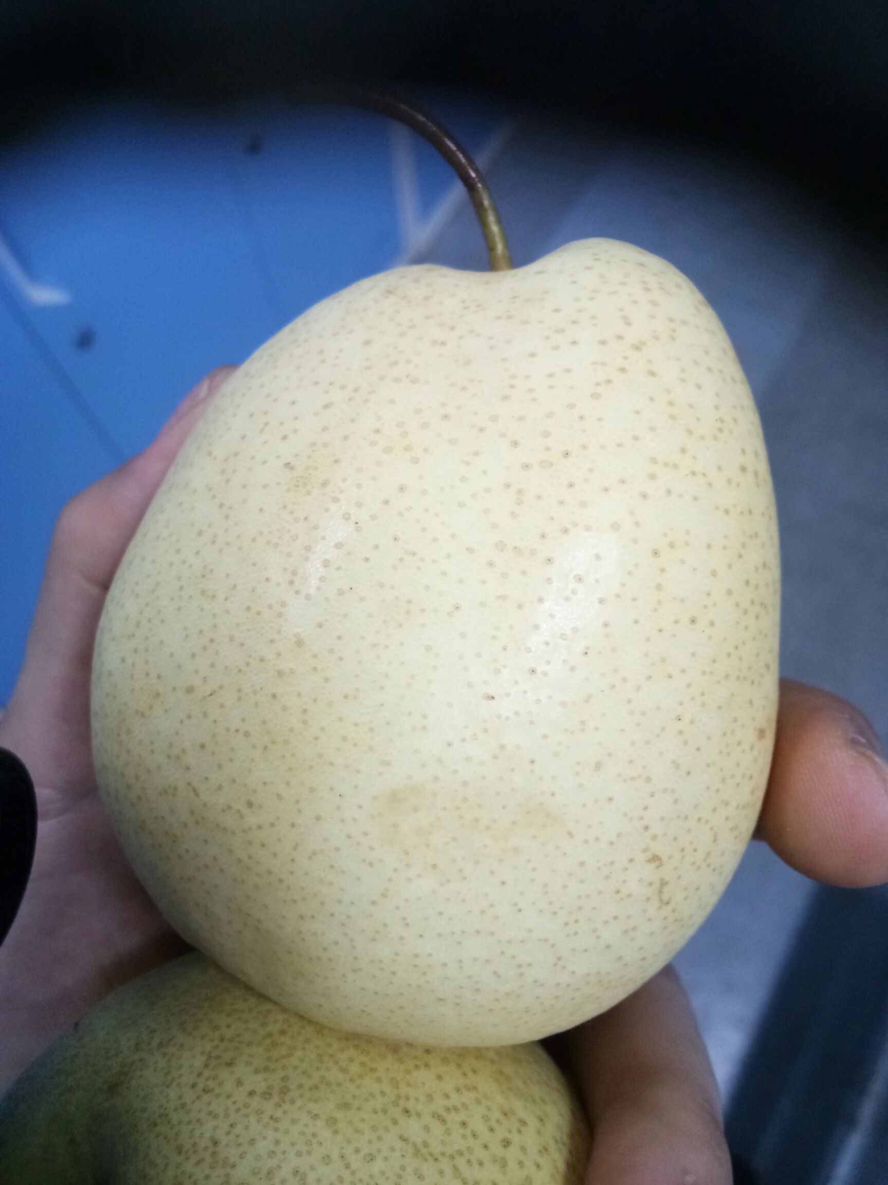 酥梨 甜度好，果面光滑，果品好，