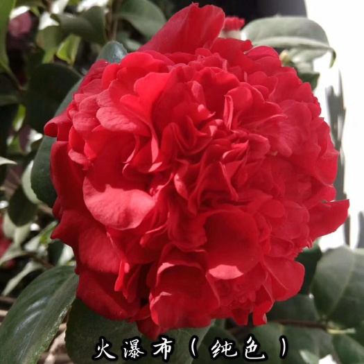 漳平市 名贵品种茶花：火瀑布 纯色产地发货快递包邮