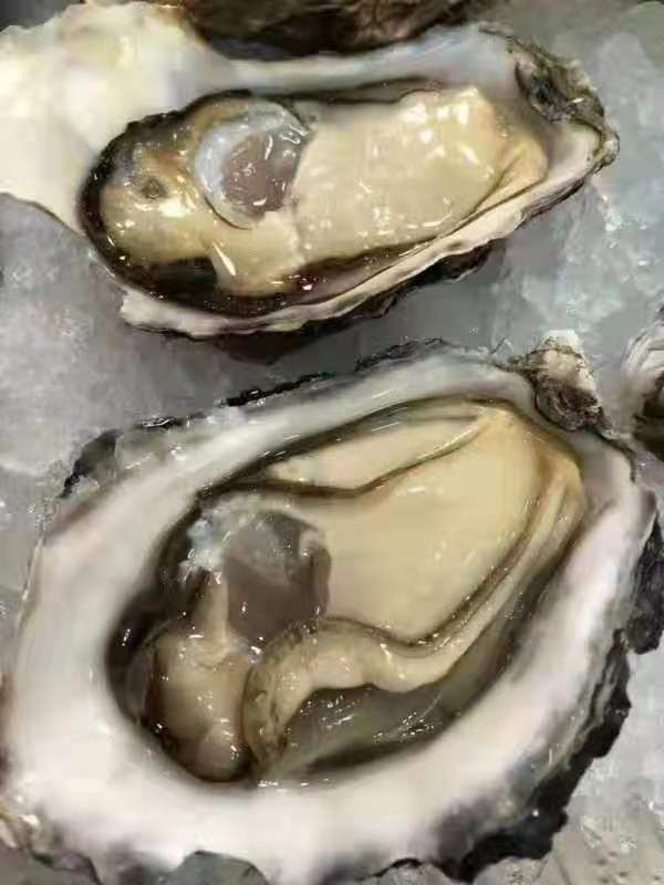  乳山各种型号牡蛎1－2，2+，2.5+，3－4，4两