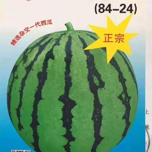 宿州 早春西瓜苗可以下单预订了
