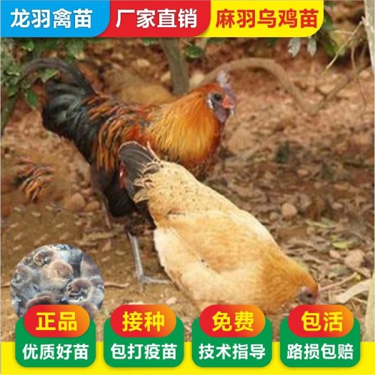 南宁 乌鸡苗，麻羽五黑鸡苗