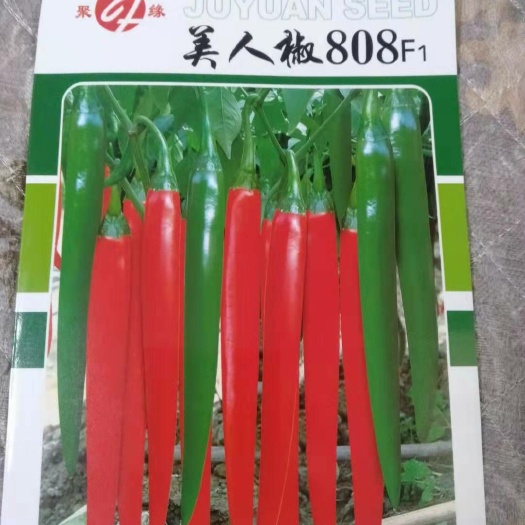 郑州美人椒种子