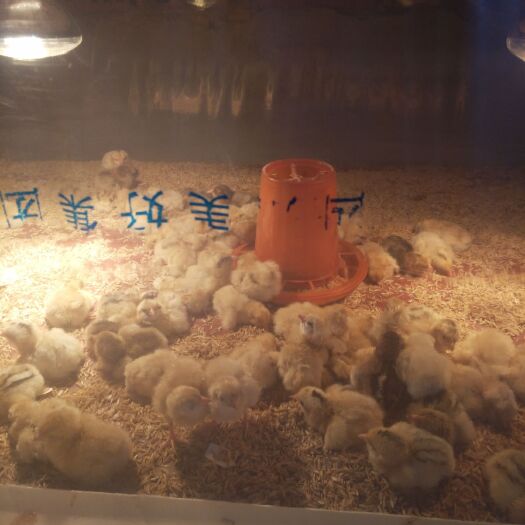 石柱 鸡