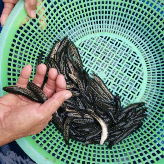 毕节 鱼苗  麻乌鱼苗 提供养殖技术  包运输下塘