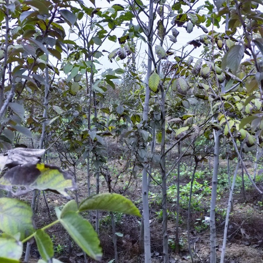 绛县 3公分核桃苗，8518核桃苗挂果包成活核桃苗