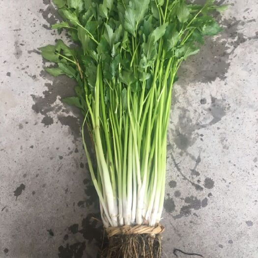 常熟市 优质水芹菜，批量批发！芹菜有粗有细，根白，可供应至大年夜！