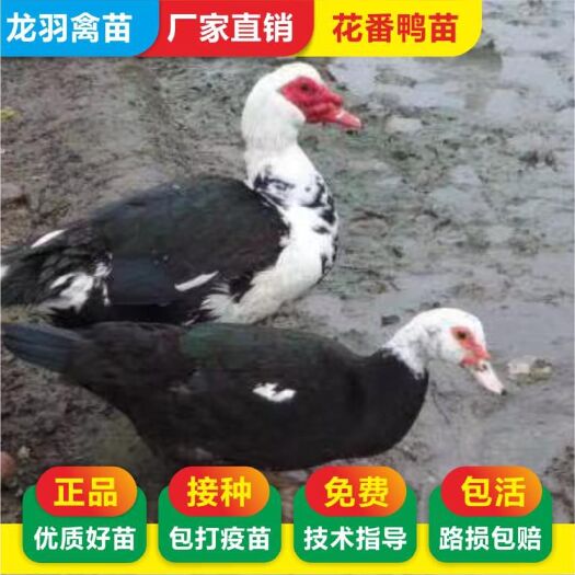 南宁番鸭苗 包打疫苗 正规公司 企业认证