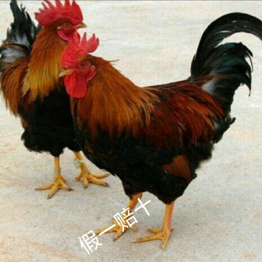 南宁 清远麻二号鸡苗，麻鸡苗，出壳苗，包注射疫苗 孵化场直销