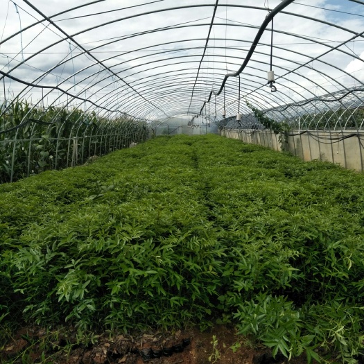 竹叶花椒苗 大量出售各种苗木