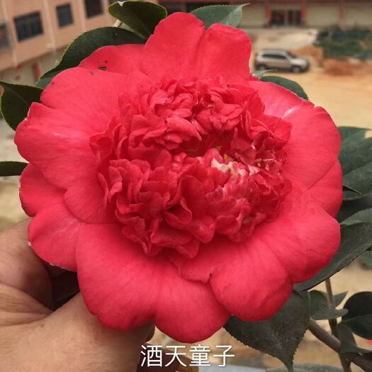 漳平市 名贵品种茶花：酒天童子 茶花苗产地发货快递包邮