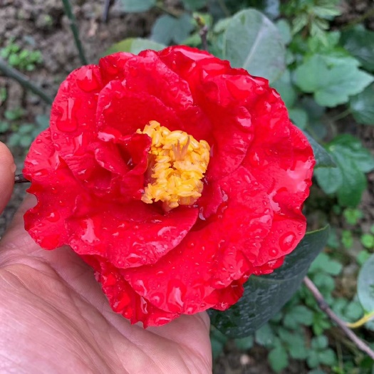 漳平市 名贵品种茶花：大元帅 带花苞产地发货快递包邮