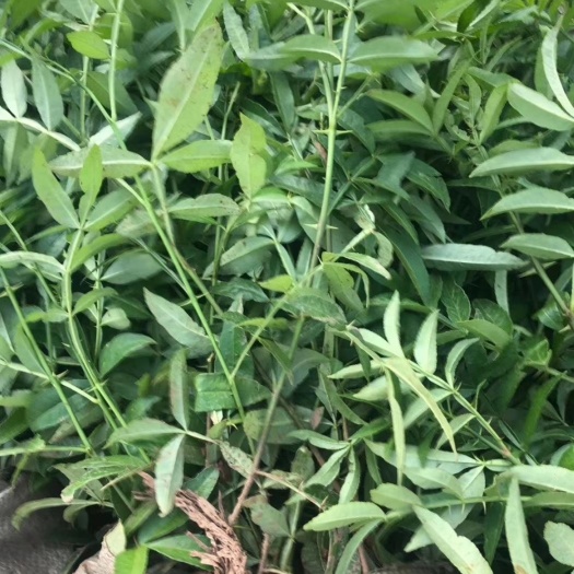 曲靖青花椒苗  九叶青花椒杯苗，完全木质化，保证质量品种，提供技术指导包挂果