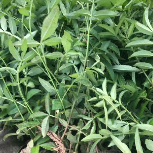 青花椒苗 九叶青花椒杯苗,完全木质化,保证质量品种,提供技术指导包挂果