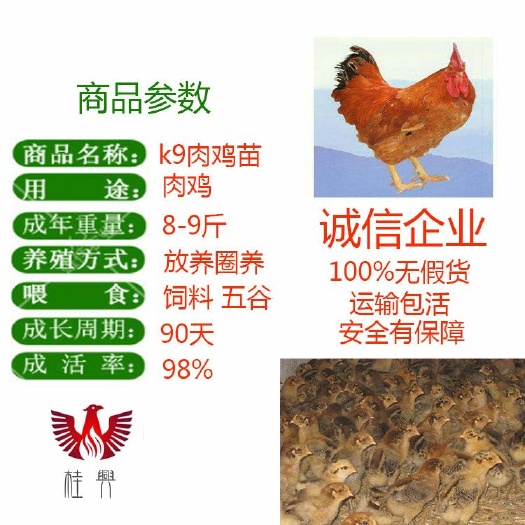 南宁 k9鸡苗.882鸡苗 包运输，包疫苗，包成活率