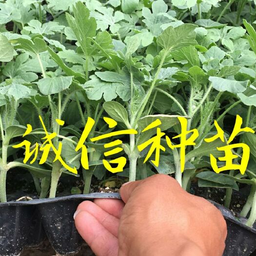 徐州8424西瓜苗