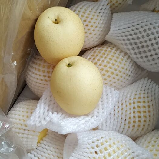 晋州市 皇冠梨