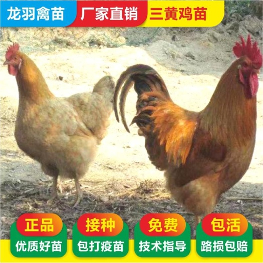 南宁三黄鸡苗 ，土三黄