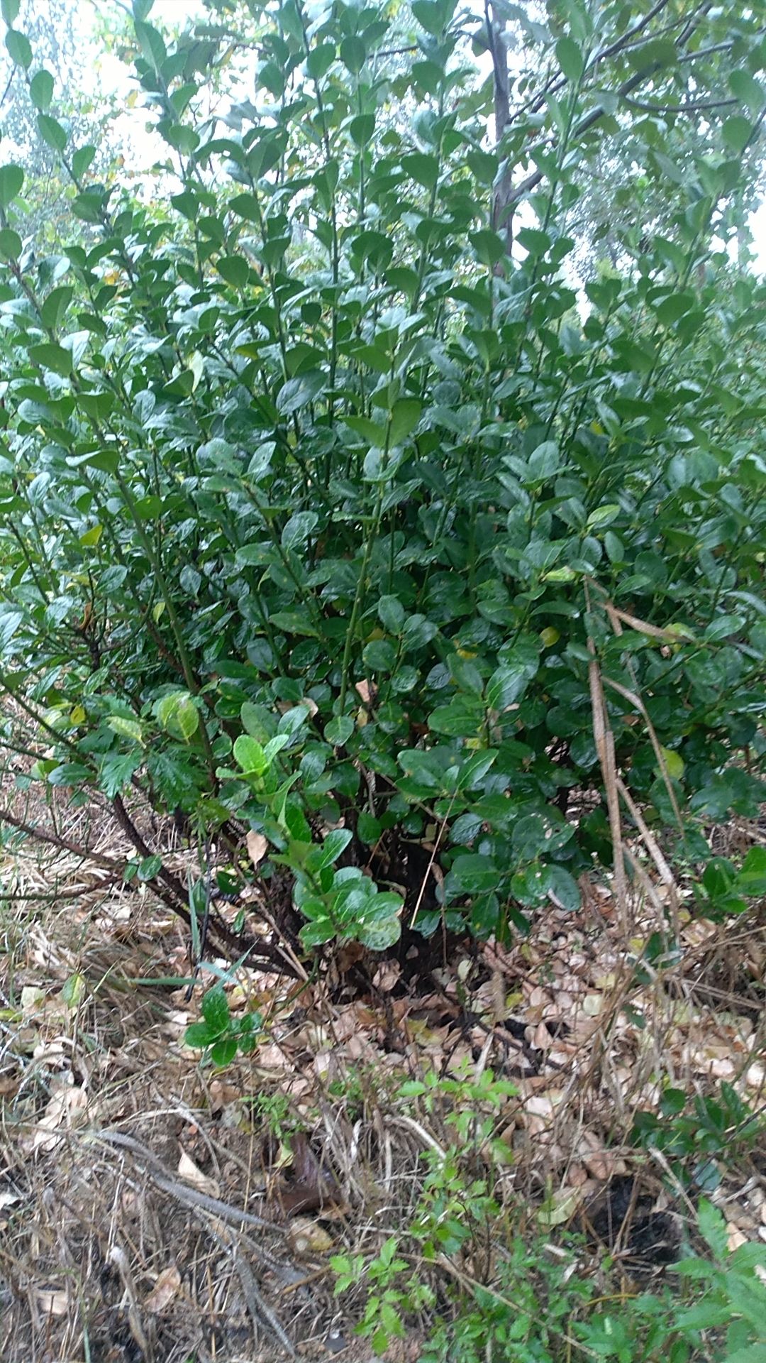  扶芳藤球