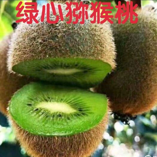 平邑县绿心猕猴桃苗 绿心猕猴桃嫁接苗，两年苗，现挖现发，保证品种保证成活率，包邮