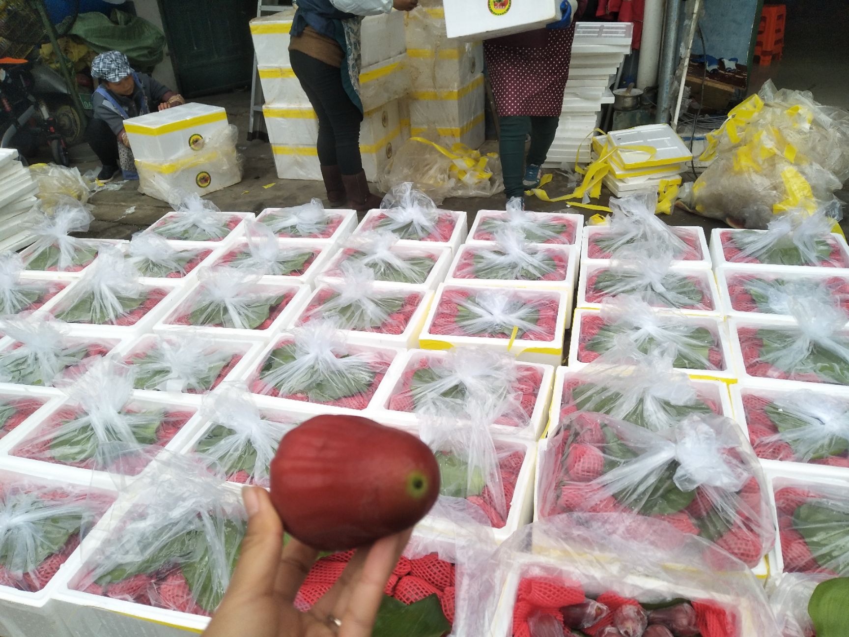  黑金刚莲雾