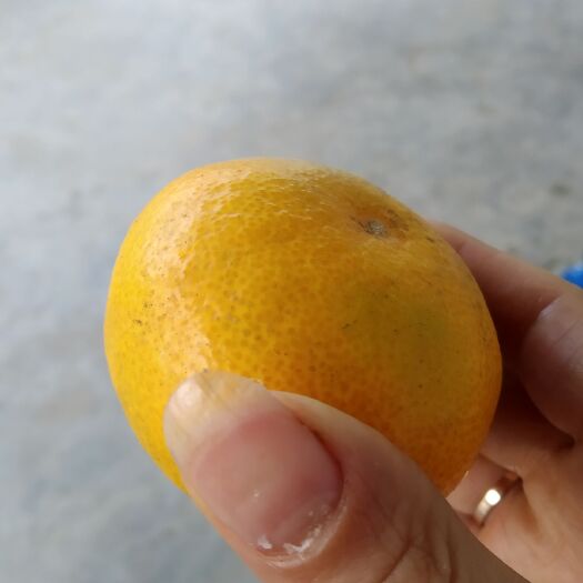 宜昌普早蜜桔  本地自然成熟早蜜桔，皮薄汁多！