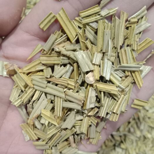 亳州 铁树叶