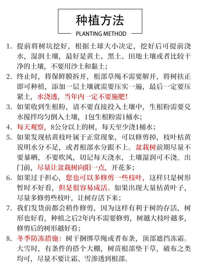八月桂  桂花树金桂丹桂四季桂花卉庭院行道阳台盆栽园林绿化