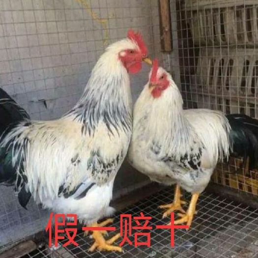 南宁 雪花鸡苗 成活率高 疫苗打好 假一赔十