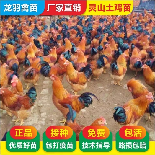 南宁土鸡苗 包打疫苗 正规公司 企业认证