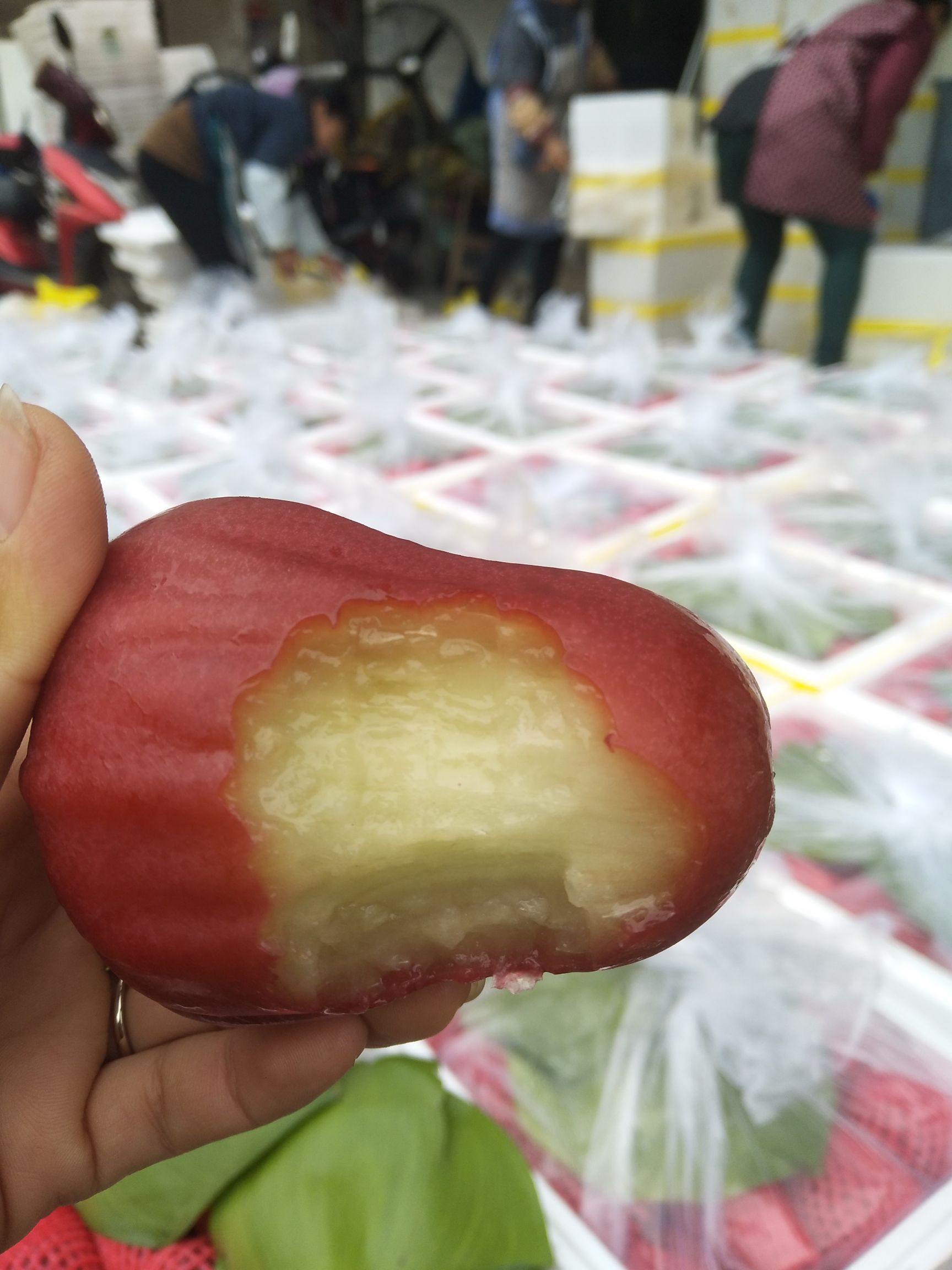  黑金刚莲雾